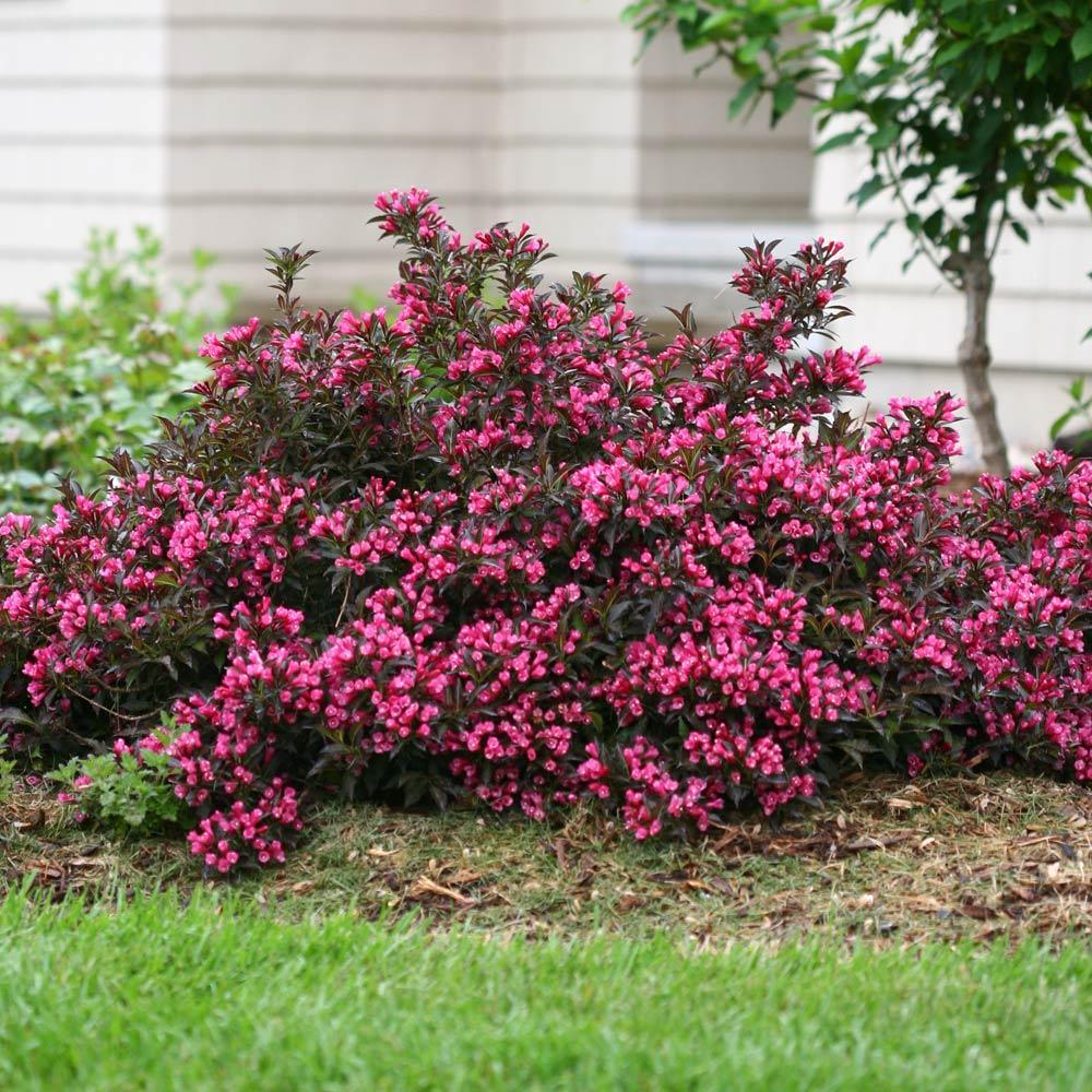 Proven Winners® Spilled Wine® Weigela Shrub - Image 3