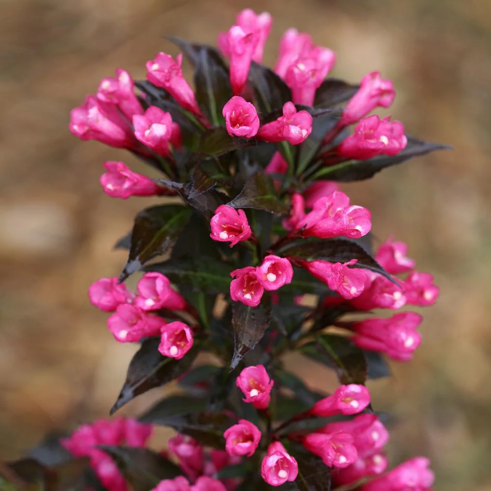 Proven Winners® Spilled Wine® Weigela Shrub - Image 4