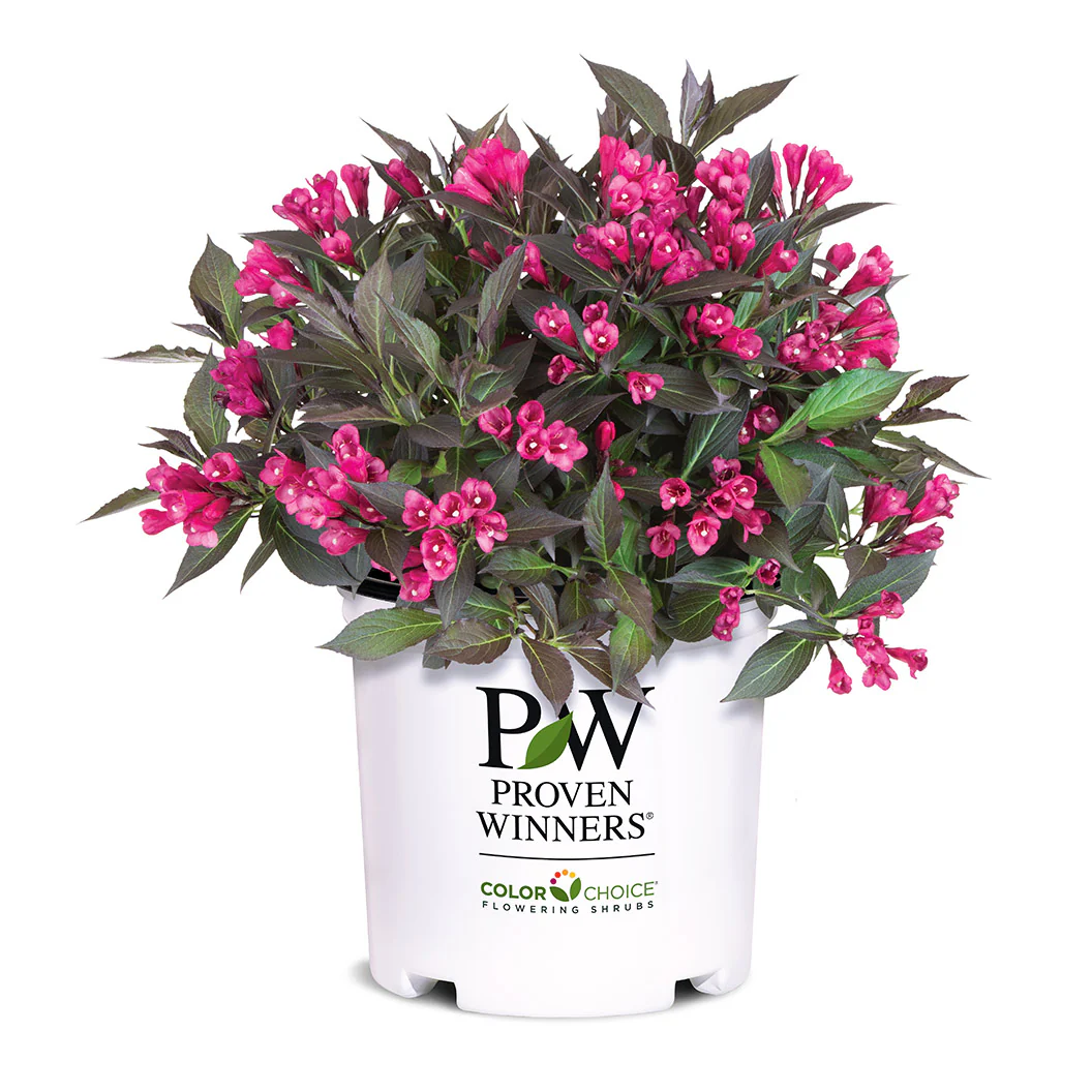 Proven Winners® Spilled Wine® Weigela Shrub - Image 5