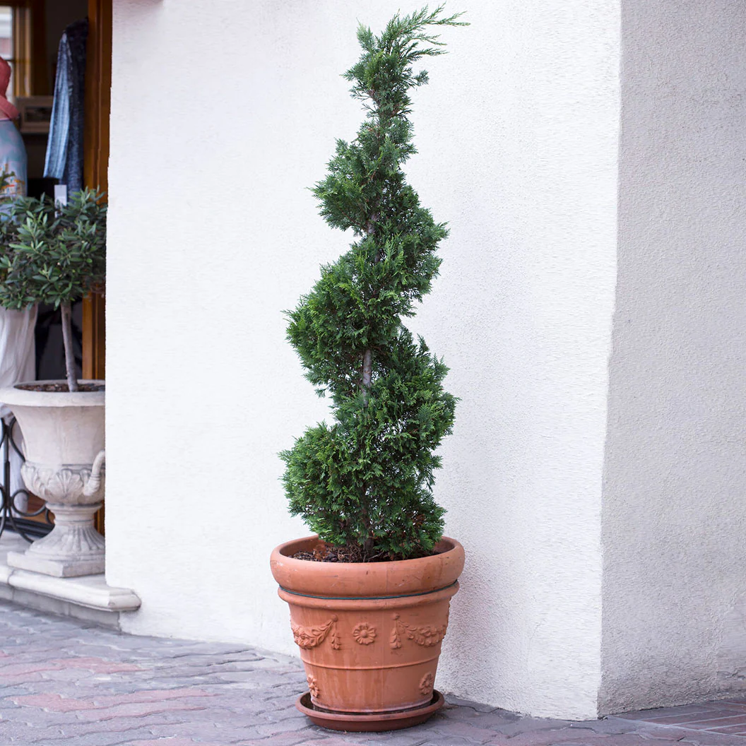 Spiral Spartan Juniper Tree - Image 2