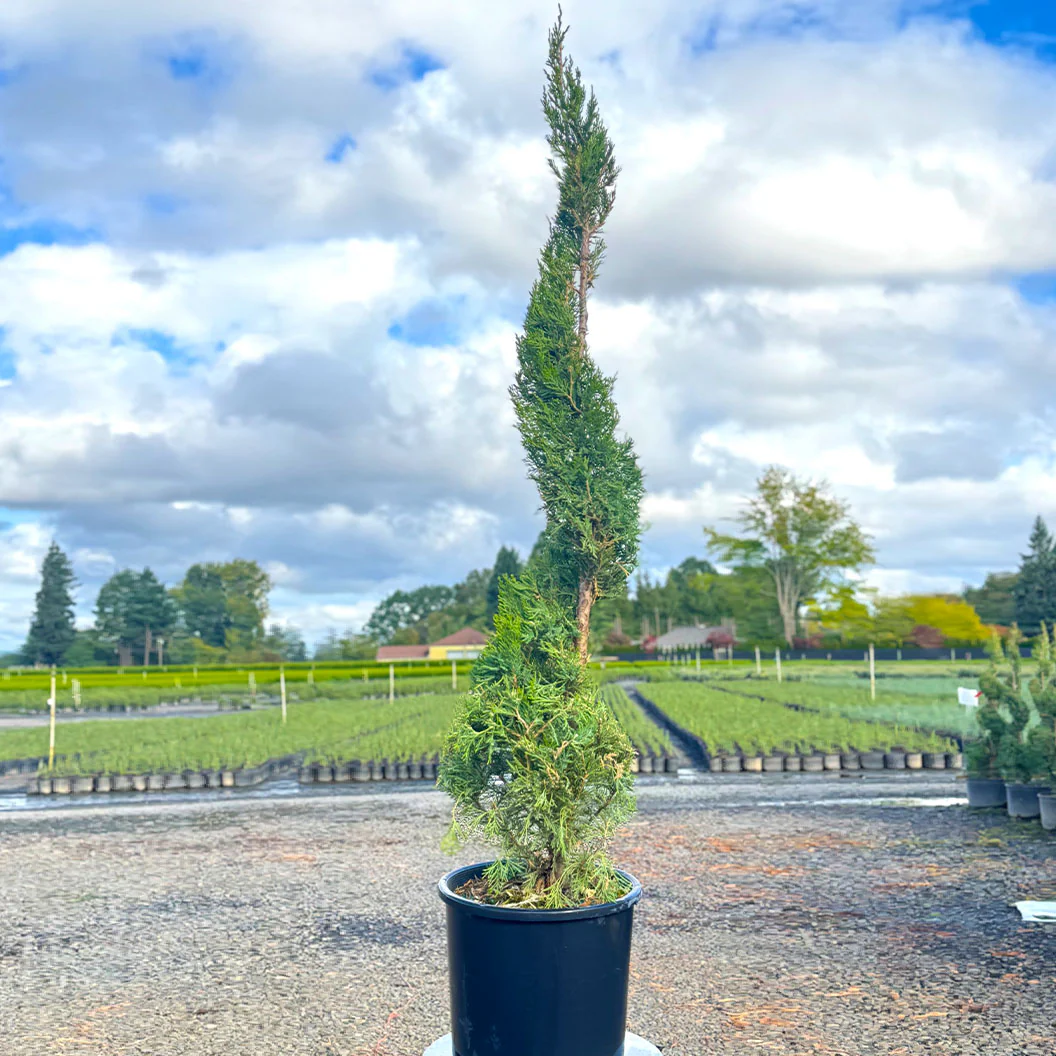 Spiral Spartan Juniper Tree - Image 3