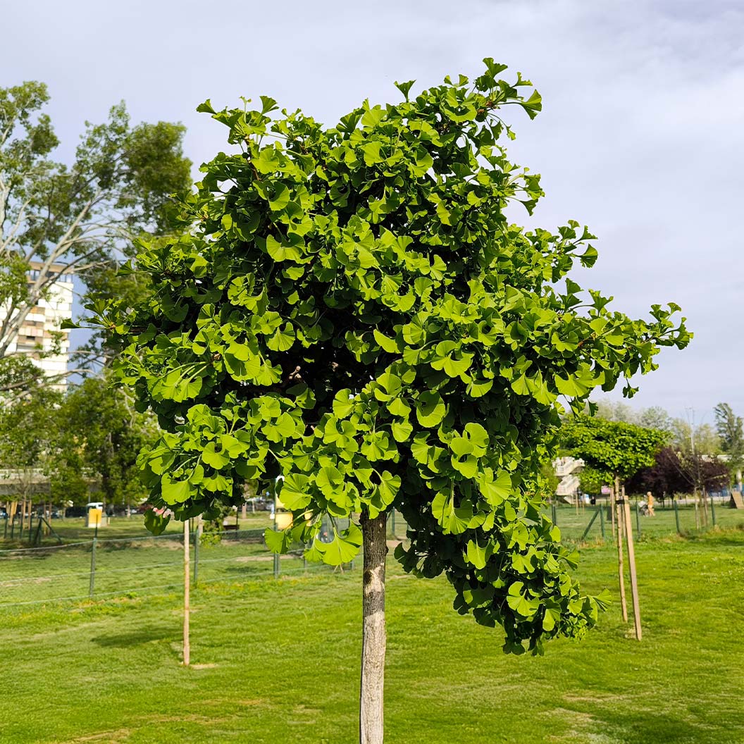 Spring Grove Ginkgo Tree - Image 2
