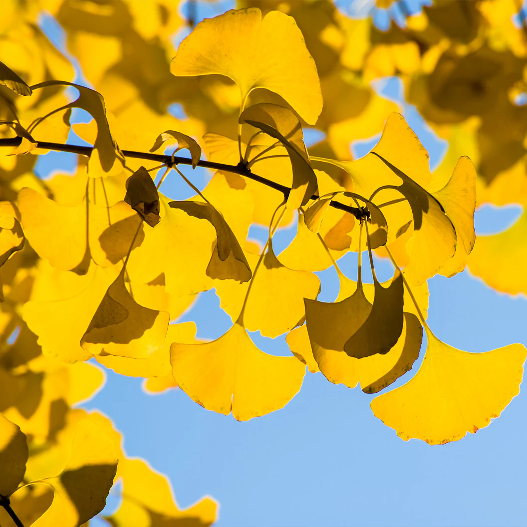 Spring Grove Ginkgo Tree - Image 3