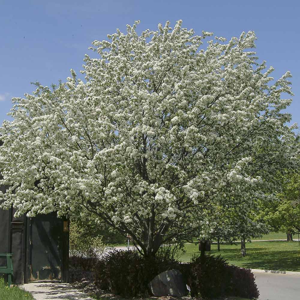Spring Snow Flowering Crabapple Tree - Image 3