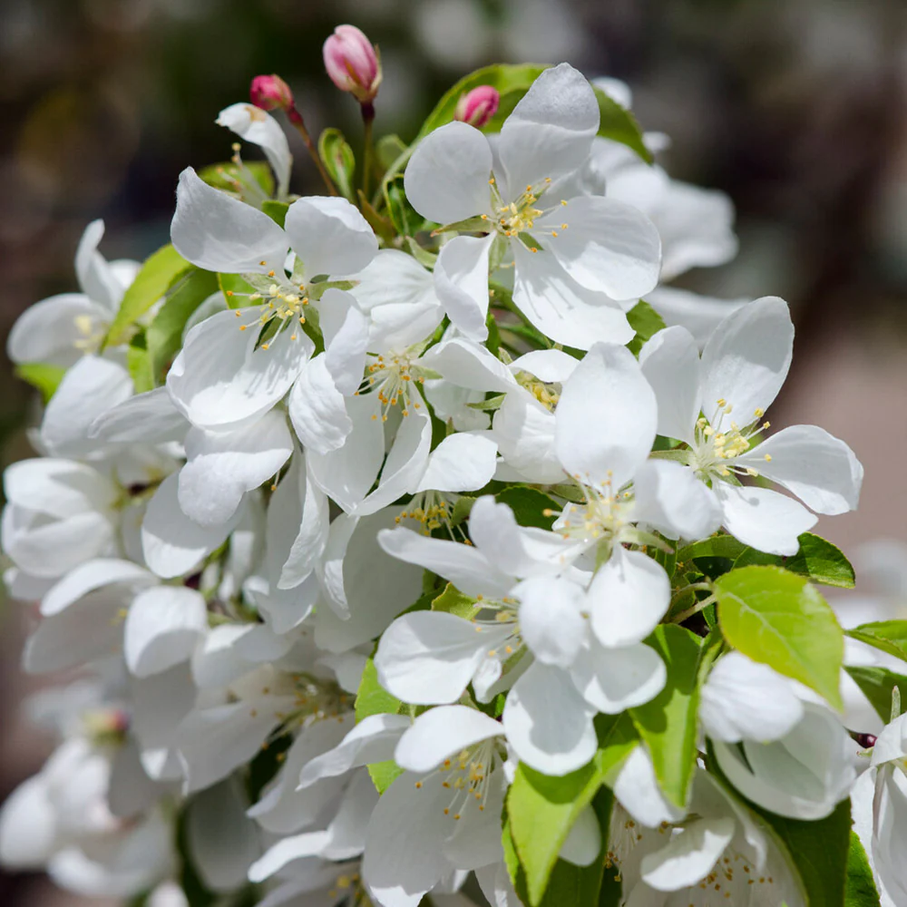Spring Snow Flowering Crabapple Tree - Image 4