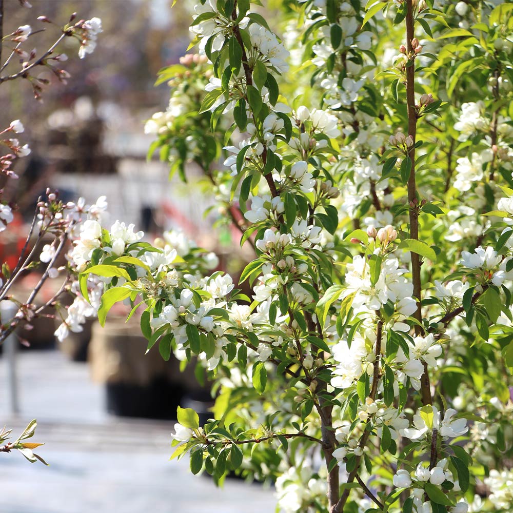 Spring Snow Flowering Crabapple Tree - Image 5