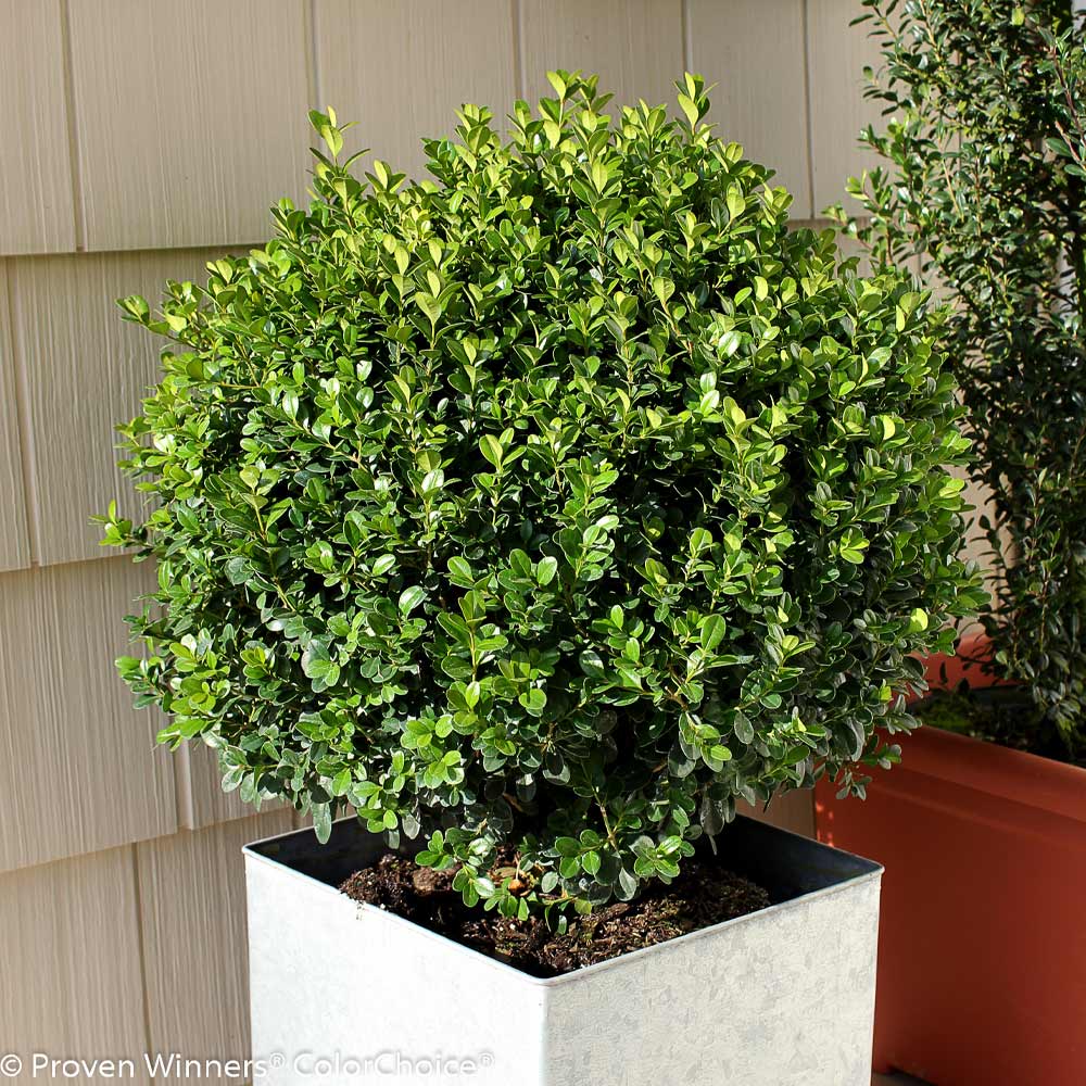 Proven Winners® Sprinter® Boxwood Shrub - Image 3