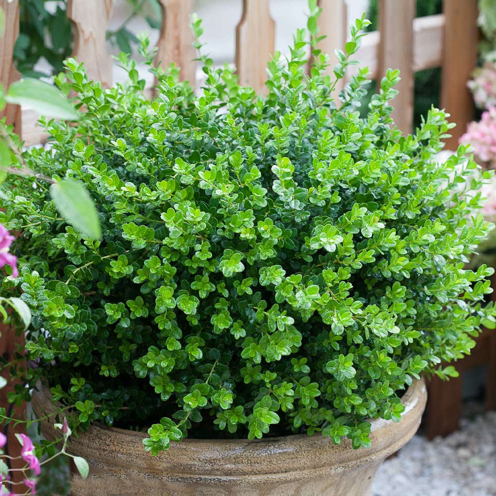 Proven Winners® Sprinter® Boxwood Shrub - Image 4
