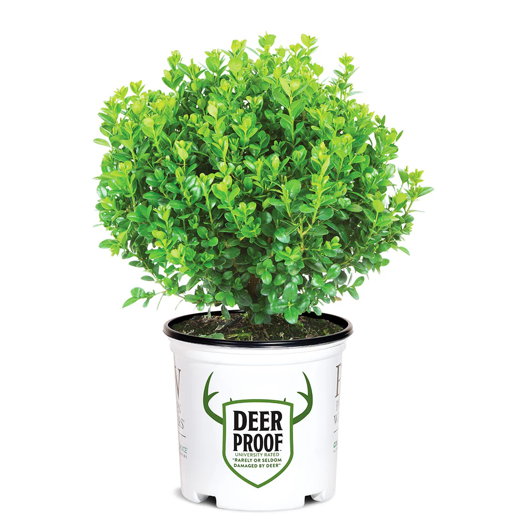 Proven Winners® Sprinter® Boxwood Shrub - Image 5