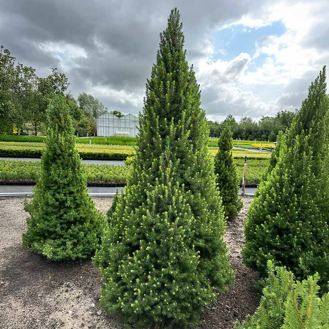 Spruce It Up™ Dwarf Alberta Spruce Tree - Image 2
