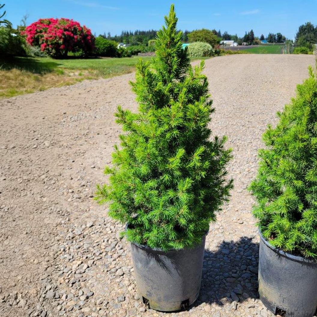 Spruce It Up™ Dwarf Alberta Spruce Tree - Image 3
