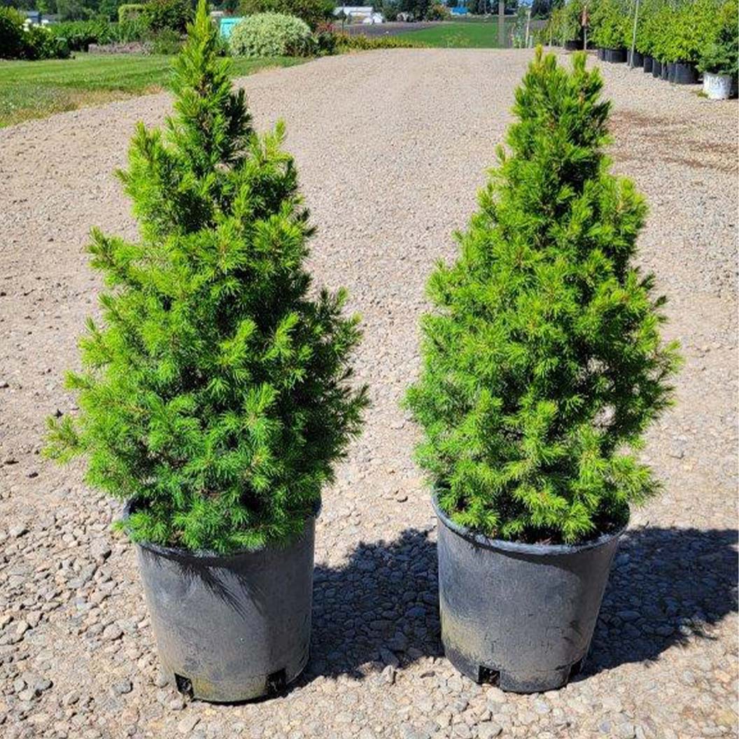 Spruce It Up™ Dwarf Alberta Spruce Tree - Image 4