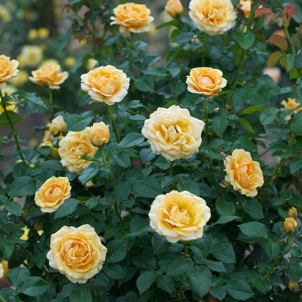 St. Tropez Rose - Image 3