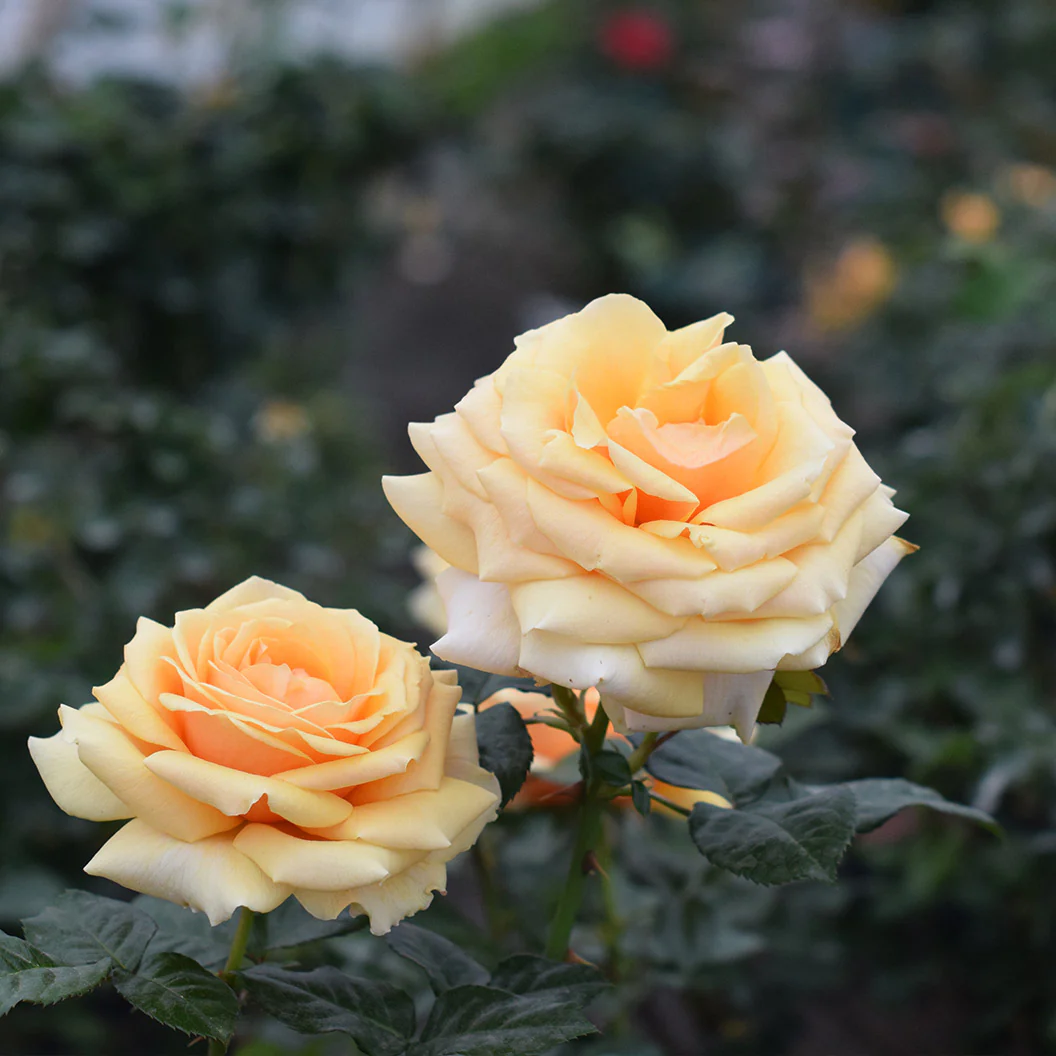 St. Tropez Rose - Image 4