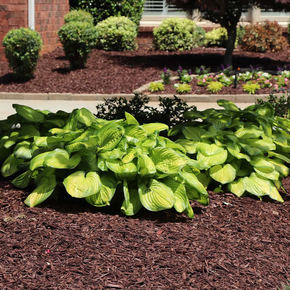 Stained Glass Hosta Plant - Image 5