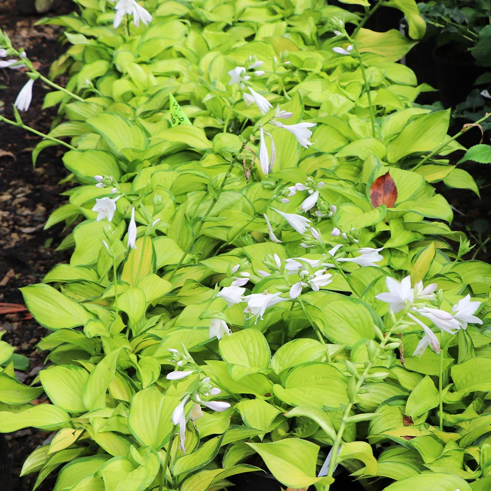 Stained Glass Hosta Plant - Image 6