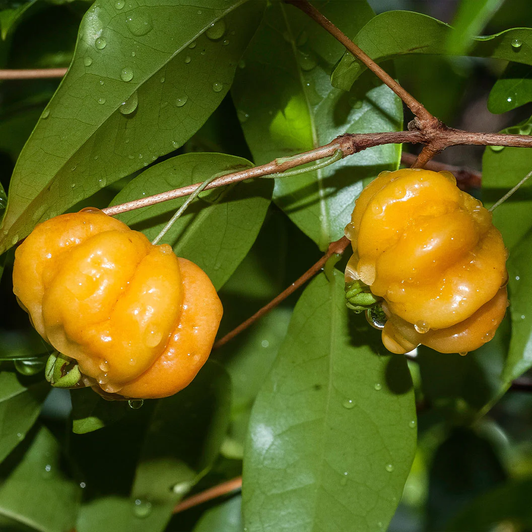Star Cherry Tree - Image 2