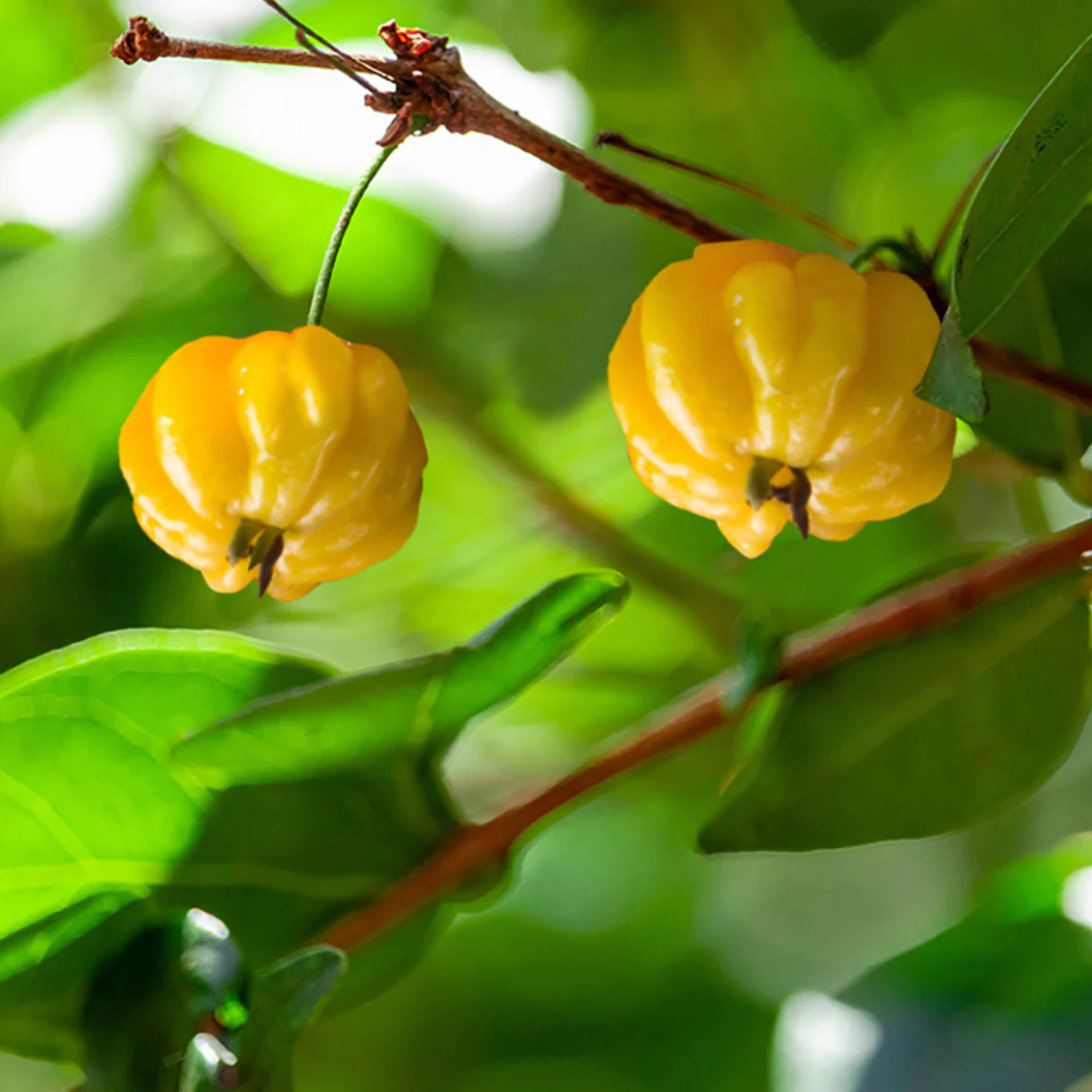Star Cherry Tree - Image 3