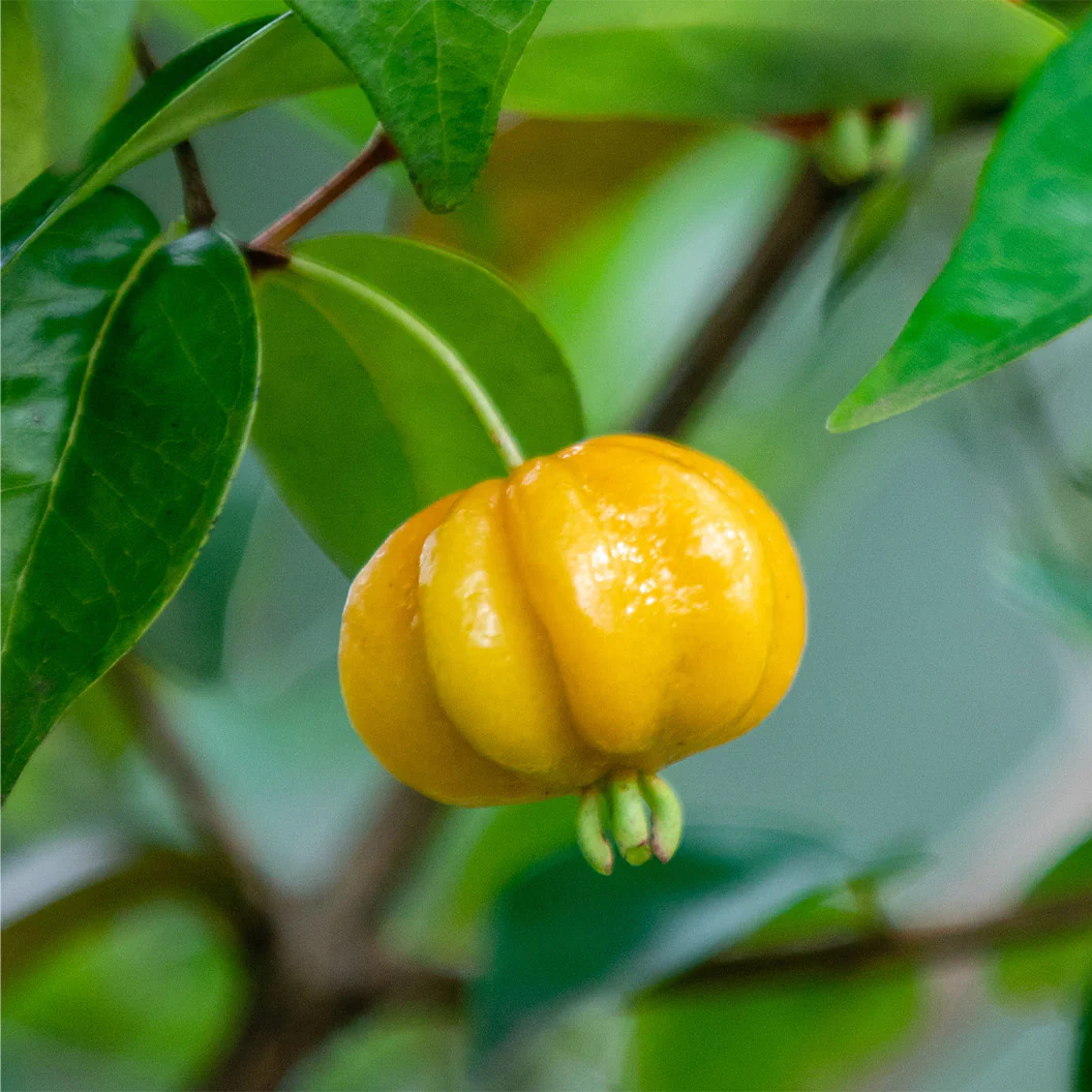 Star Cherry Tree - Image 4