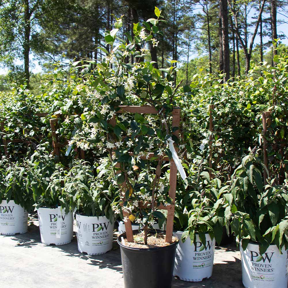 Star Jasmine - Image 5