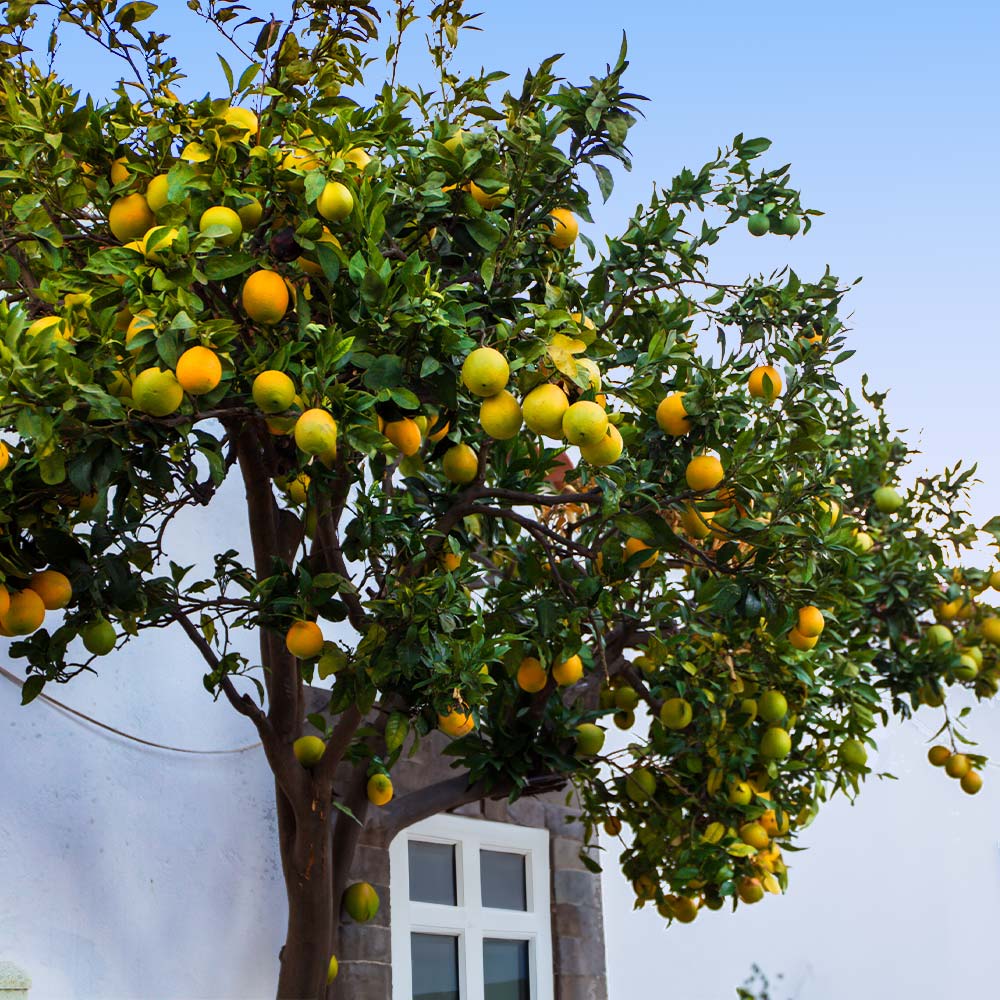 Star Ruby Grapefruit Tree - Image 4