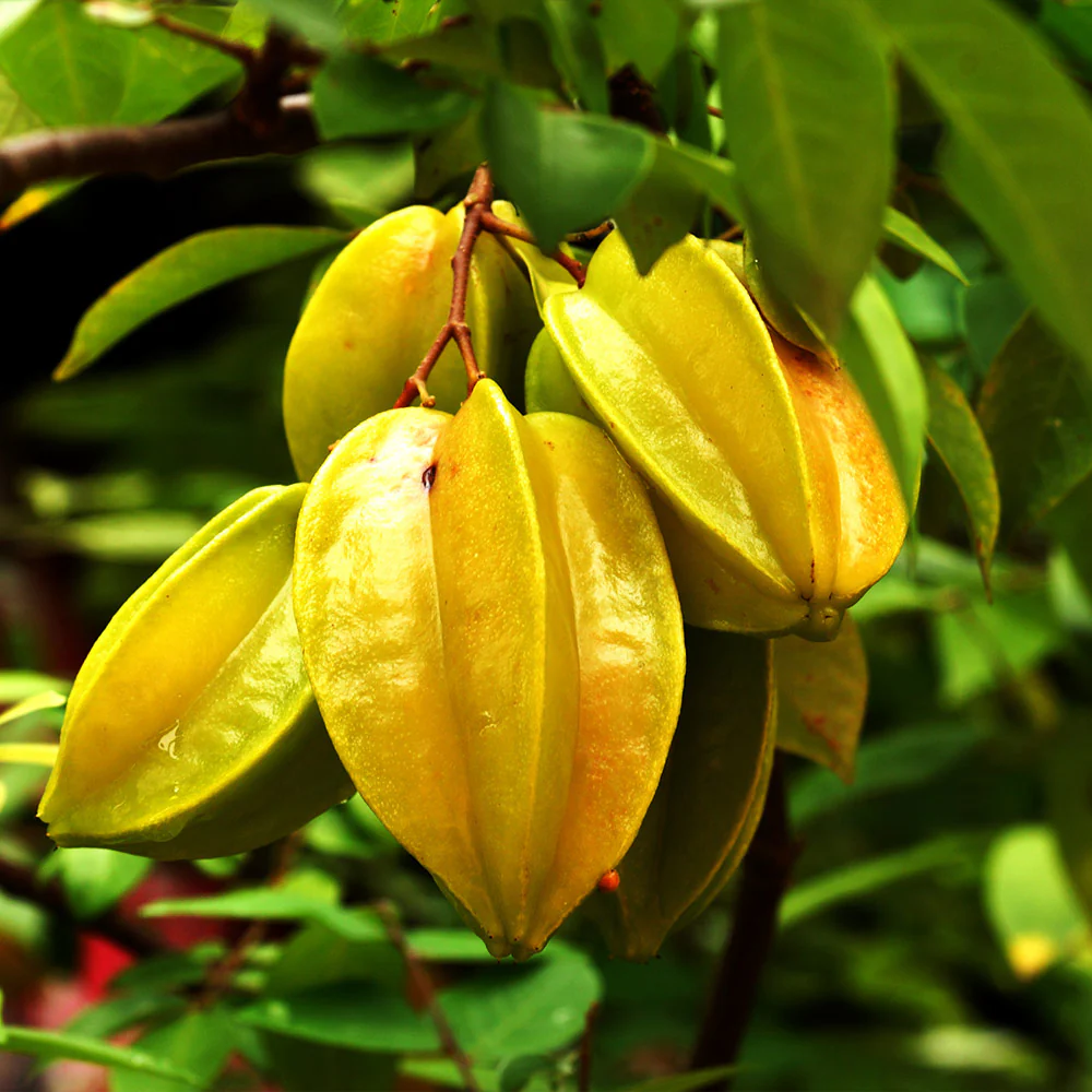 Starfruit 'Carambola' Tree - Image 2