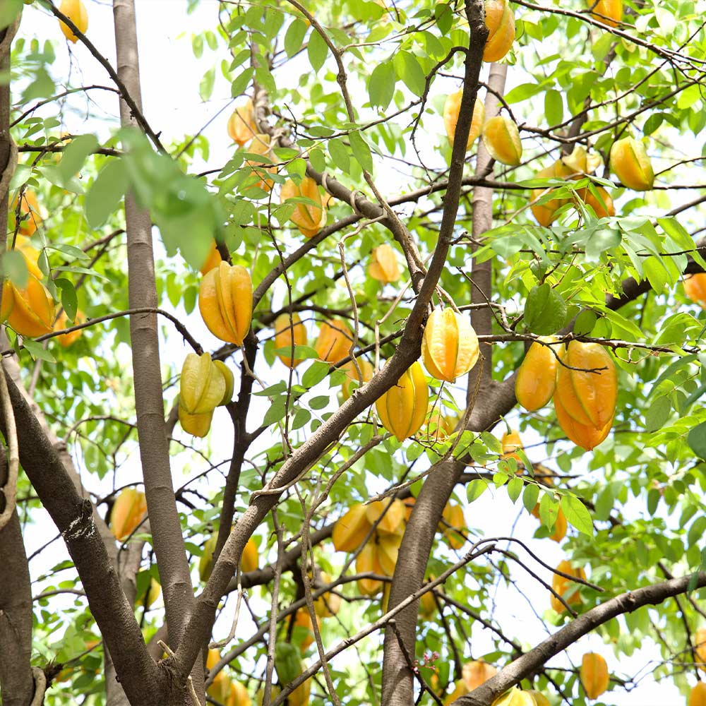Starfruit 'Carambola' Tree - Image 4