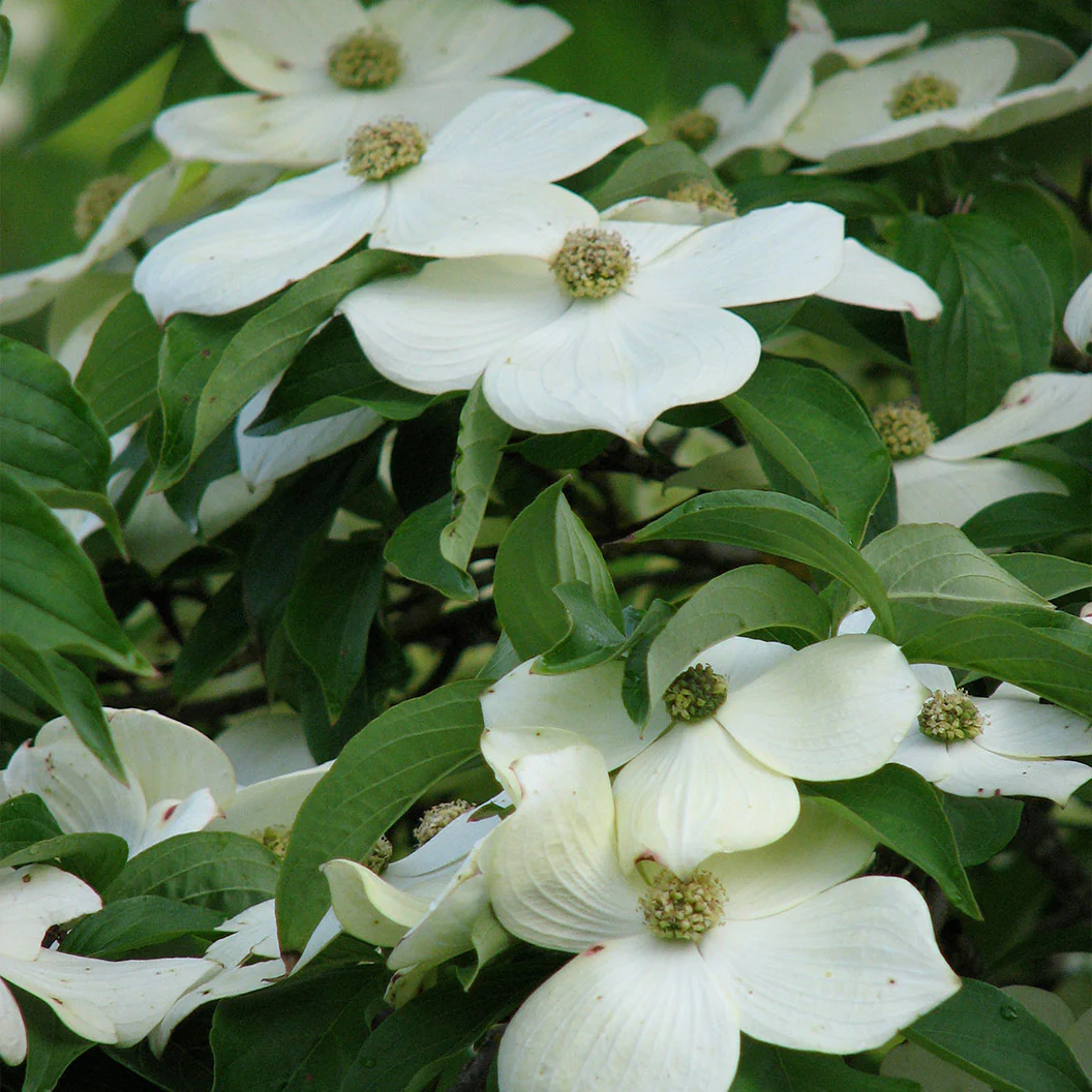Starlight® Dogwood Tree - Image 2