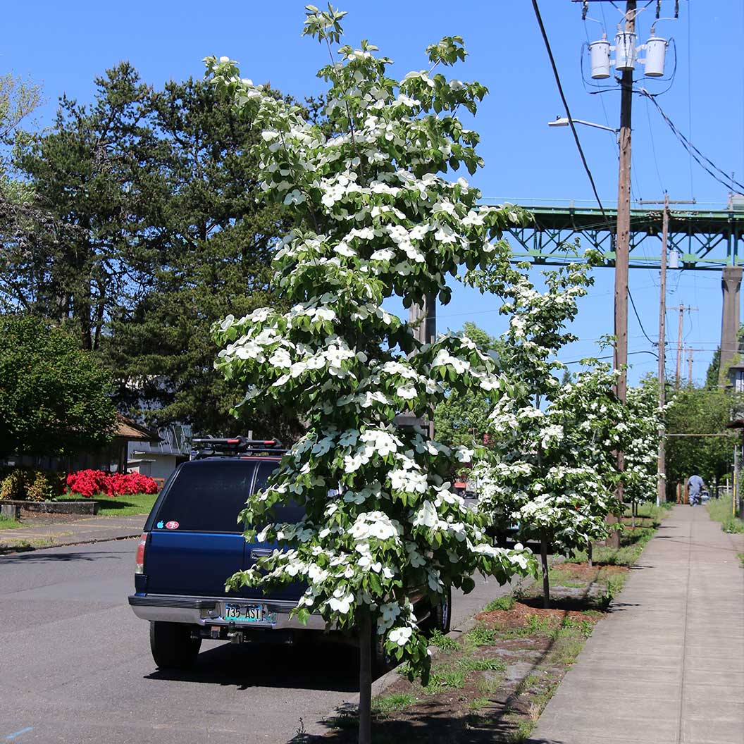 Starlight® Dogwood Tree - Image 3