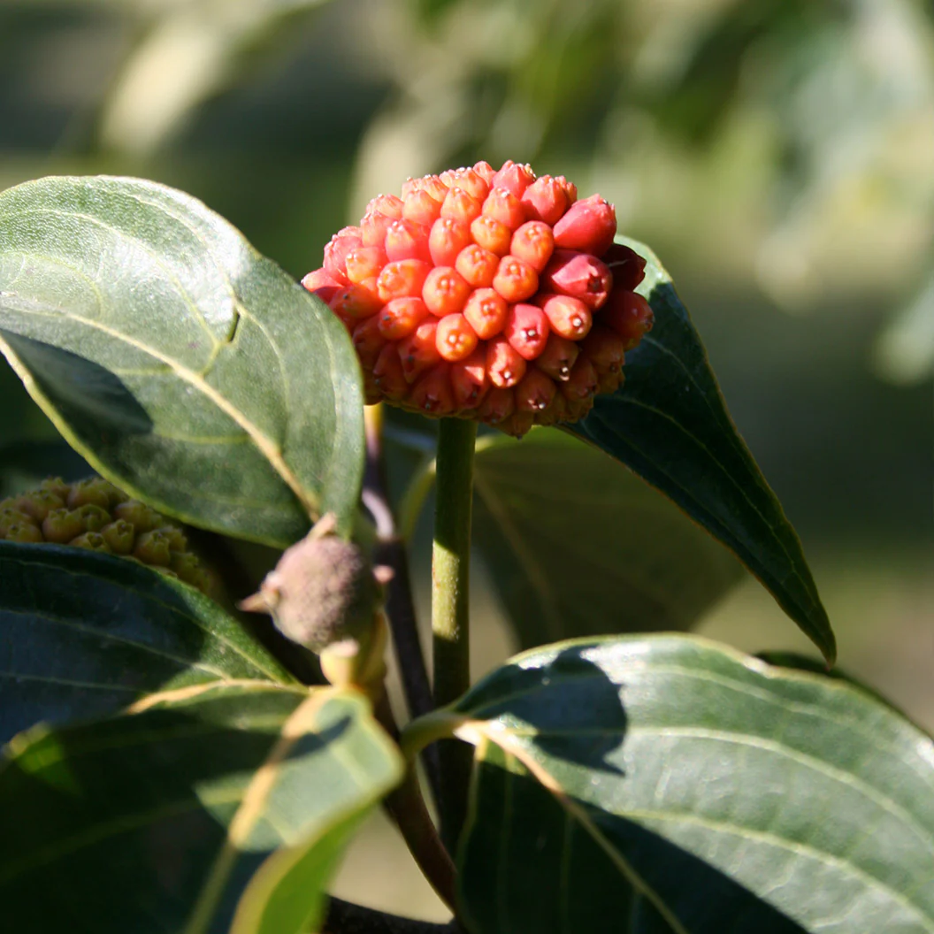 Starlight® Dogwood Tree - Image 4