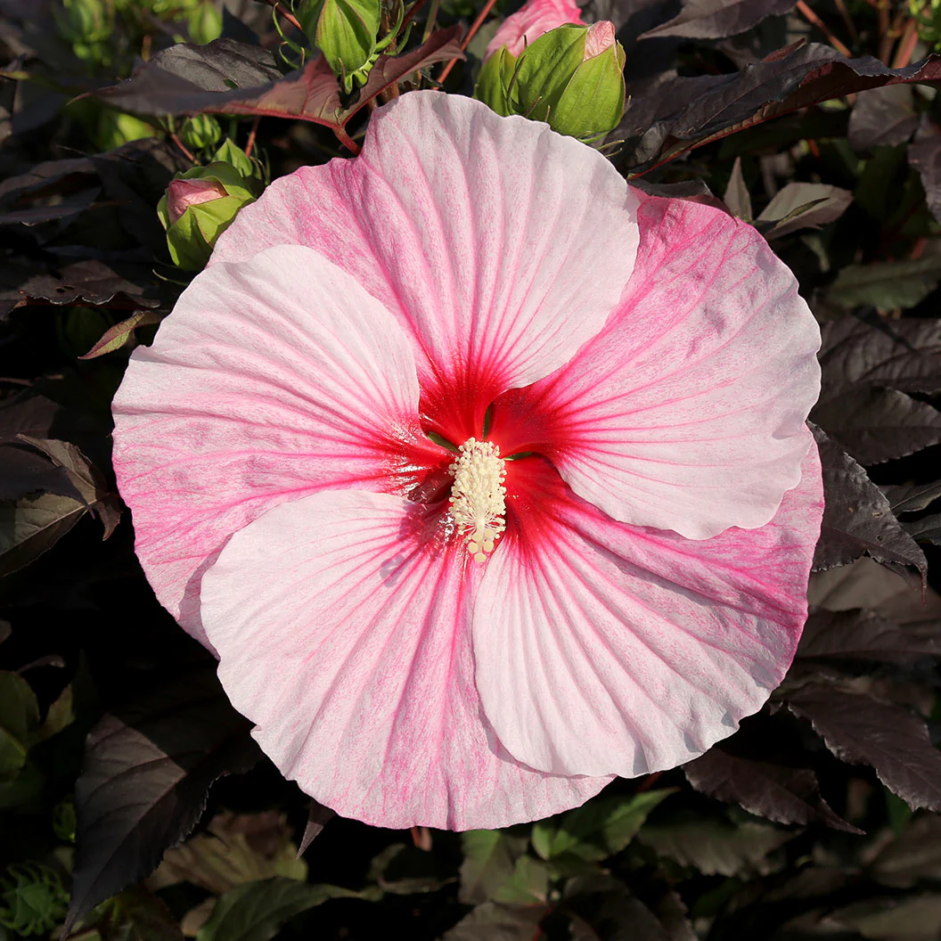 'Starry Starry Night' Hibiscus - Image 2