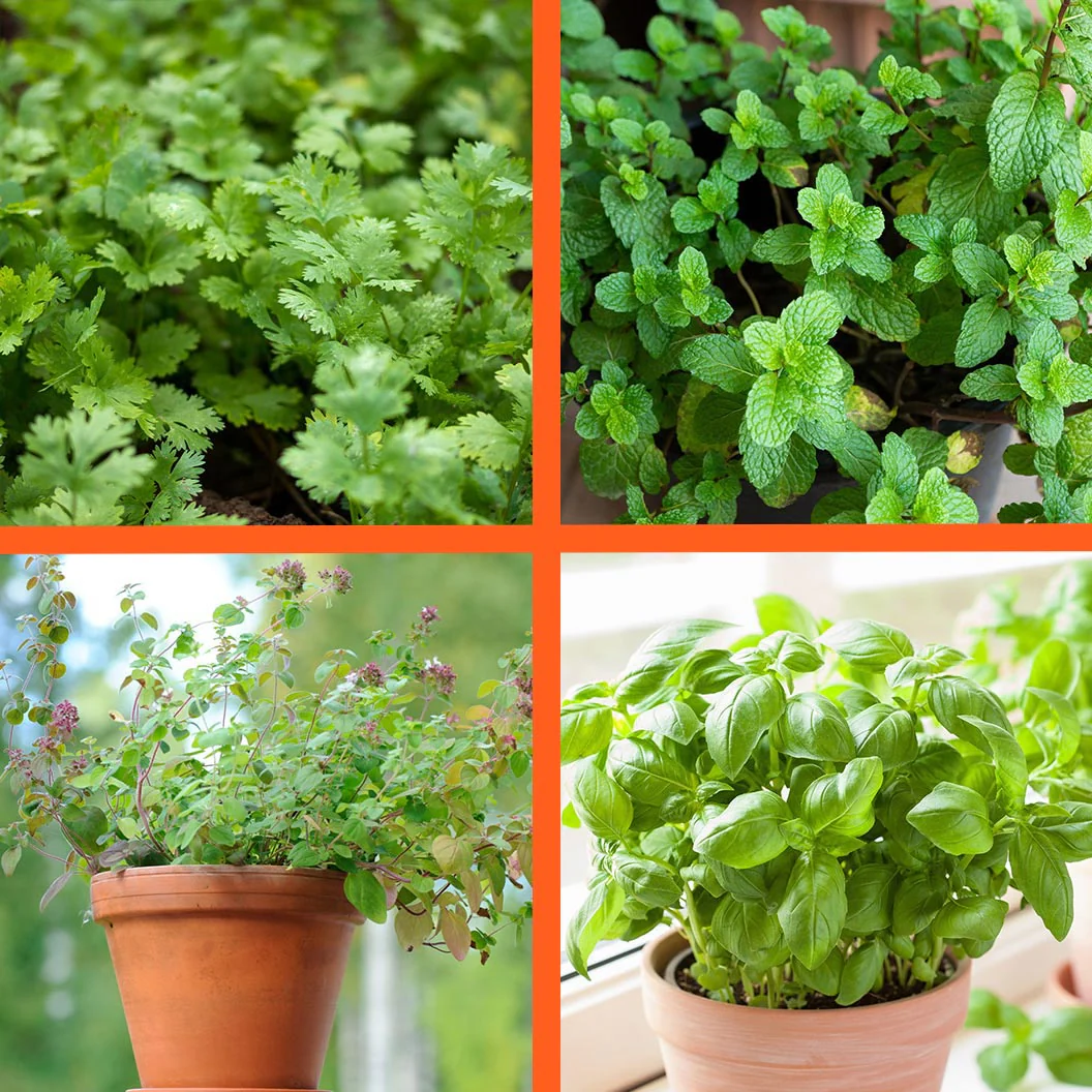 Start Fresh Organic Herb 4 Pack Plant - Image 2