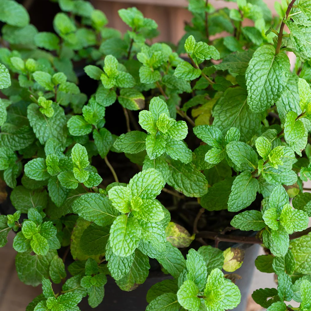 Start Fresh Organic Herb 4 Pack Plant - Image 3