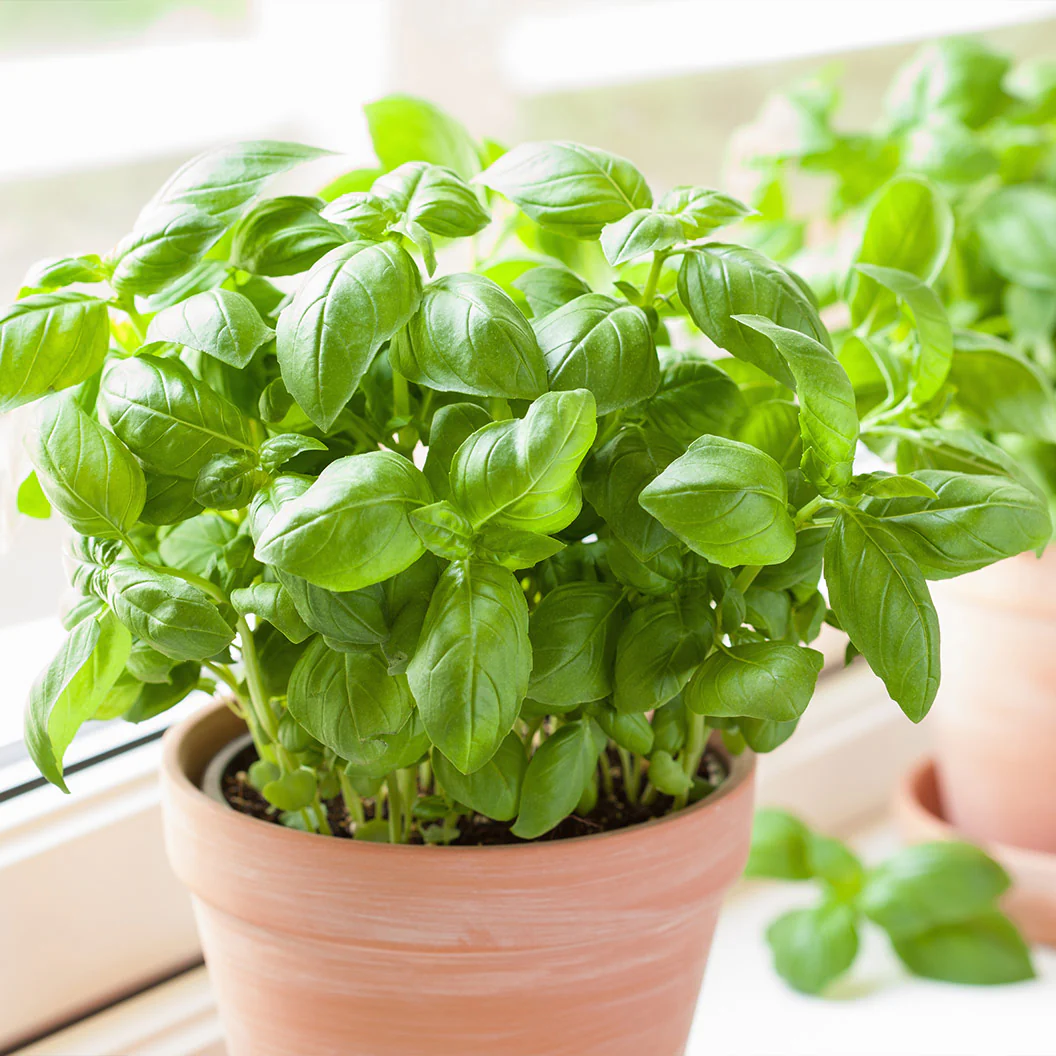 Start Fresh Organic Herb 4 Pack Plant - Image 4