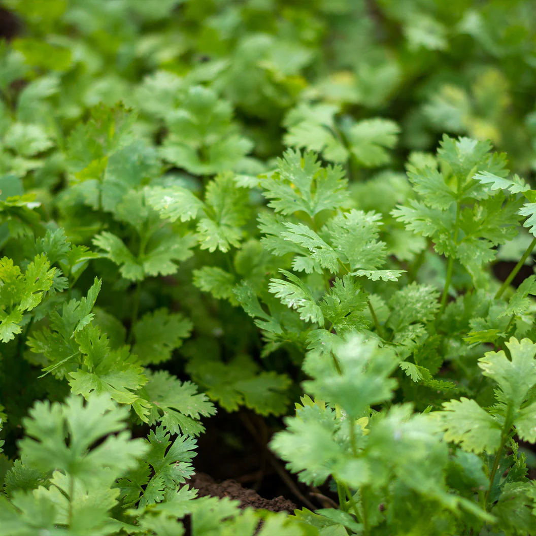 Start Fresh Organic Herb 4 Pack Plant - Image 5
