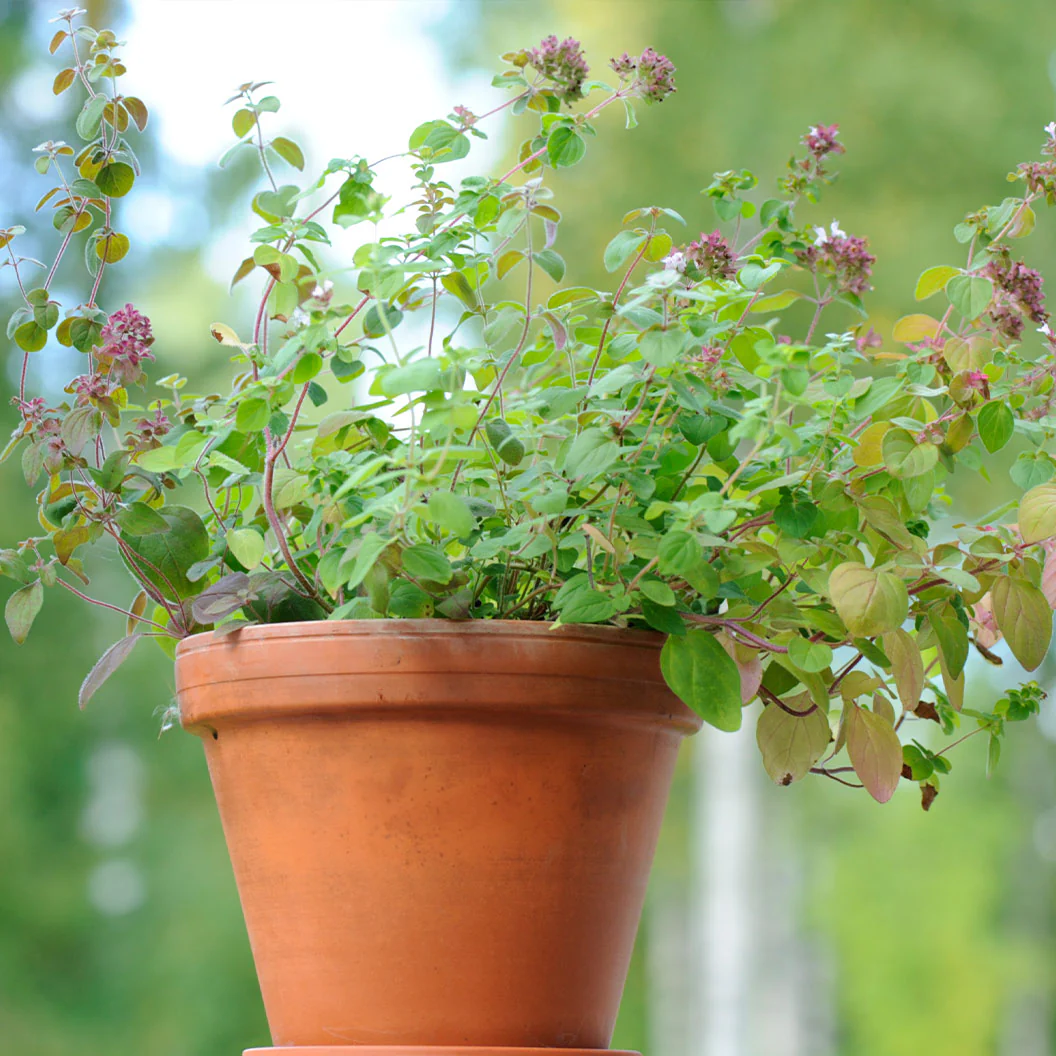 Start Fresh Organic Herb 4 Pack Plant - Image 6