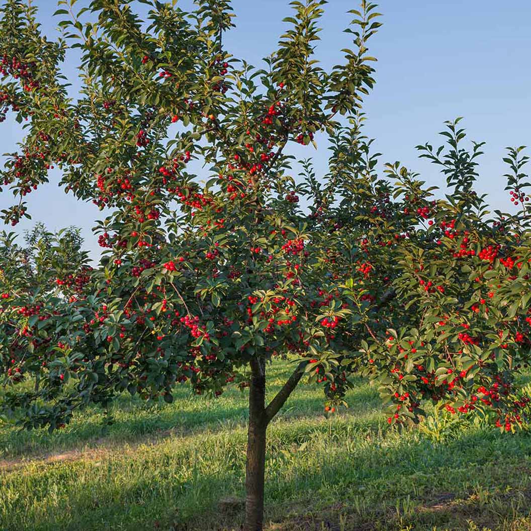 Stella Cherry Tree - Image 3