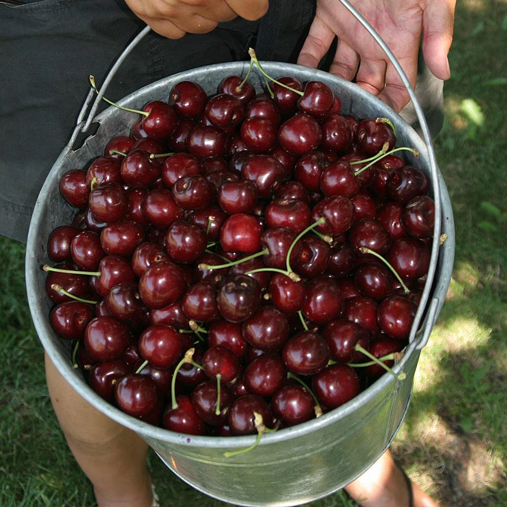 Stella Cherry Tree - Image 4