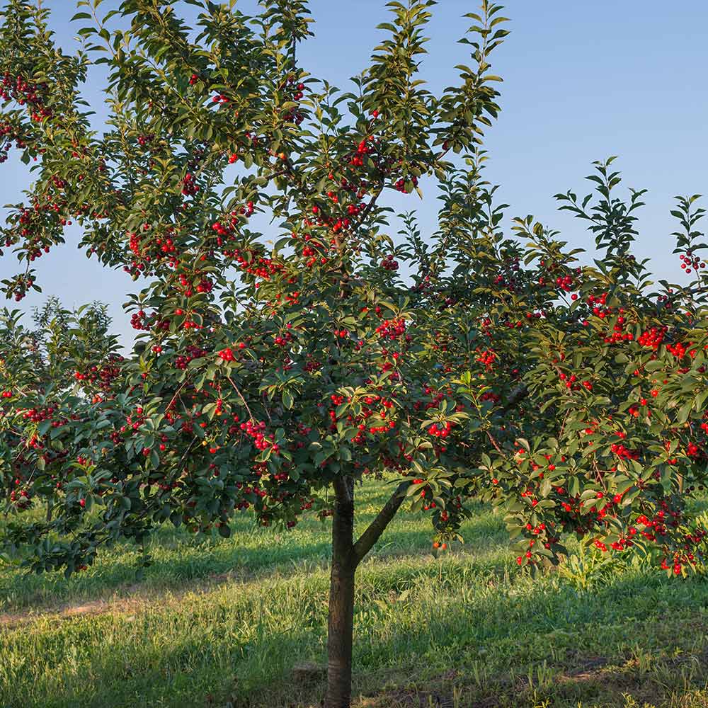Stella Cherry Tree - Image 3