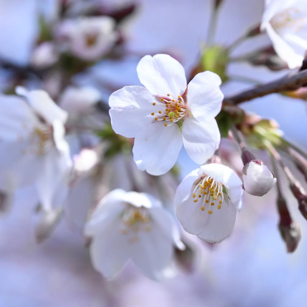 Stella Cherry Tree - Image 5
