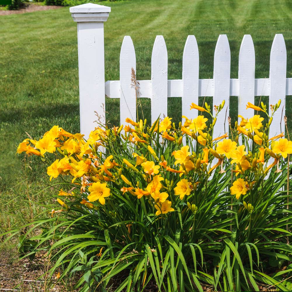 Stella D'Oro Daylily Plant - Image 2