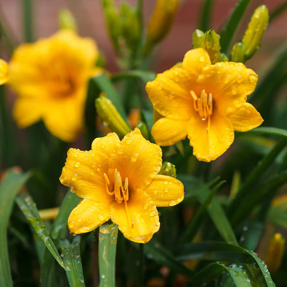 Stella D'Oro Daylily Plant - Image 3