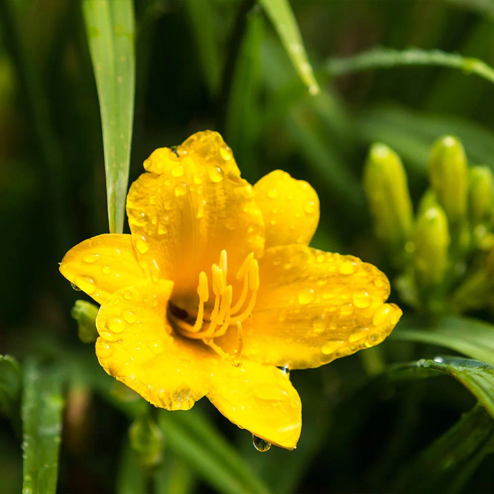Stella D'Oro Daylily Plant - Image 4
