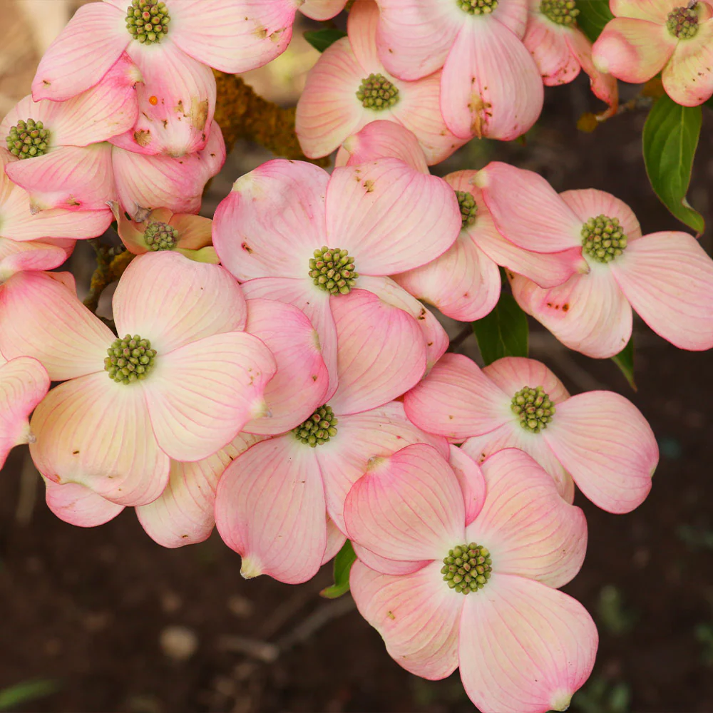 Stellar Pink Dogwood Tree - Image 2