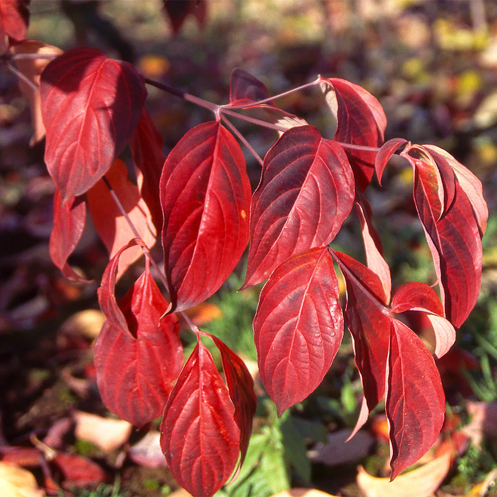 Stellar Pink Dogwood Tree - Image 3