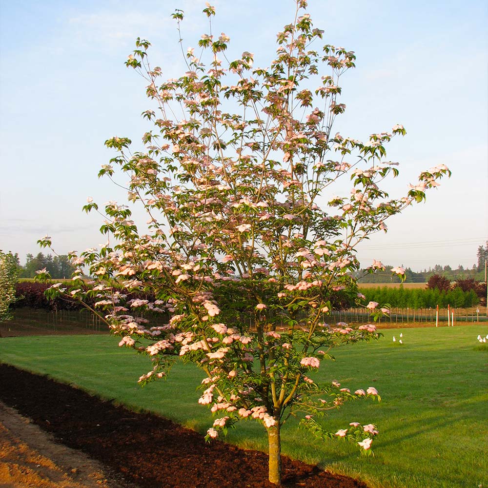 Stellar Pink Dogwood Tree - Image 4