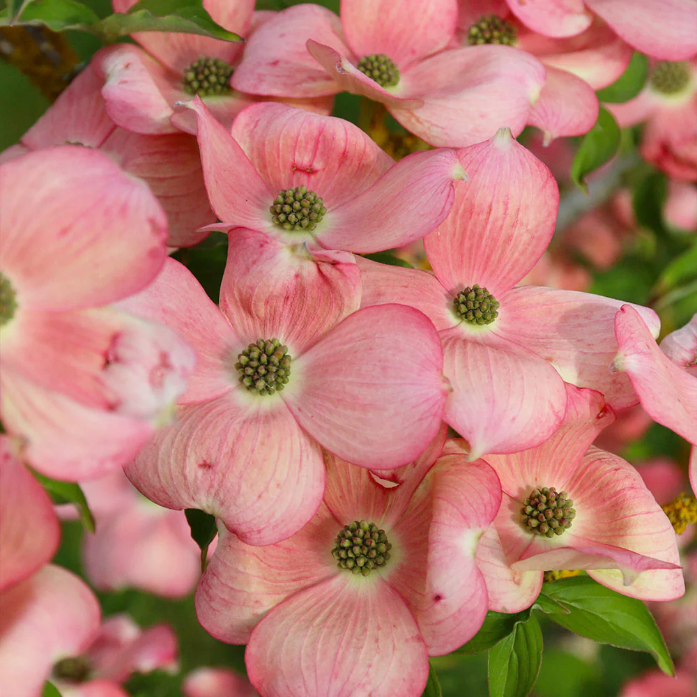 Stellar Pink Dogwood Tree - Image 5