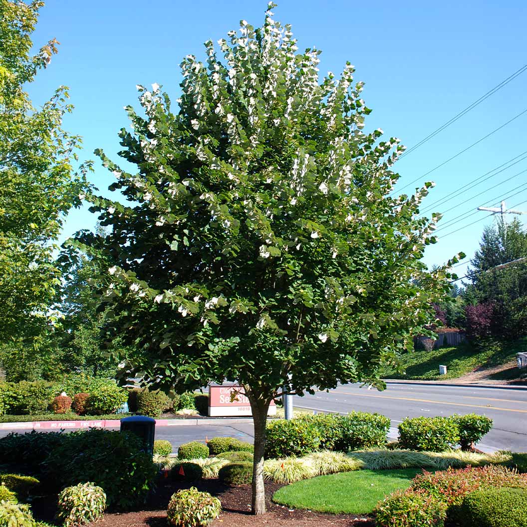 Sterling® Linden Tree - Image 2
