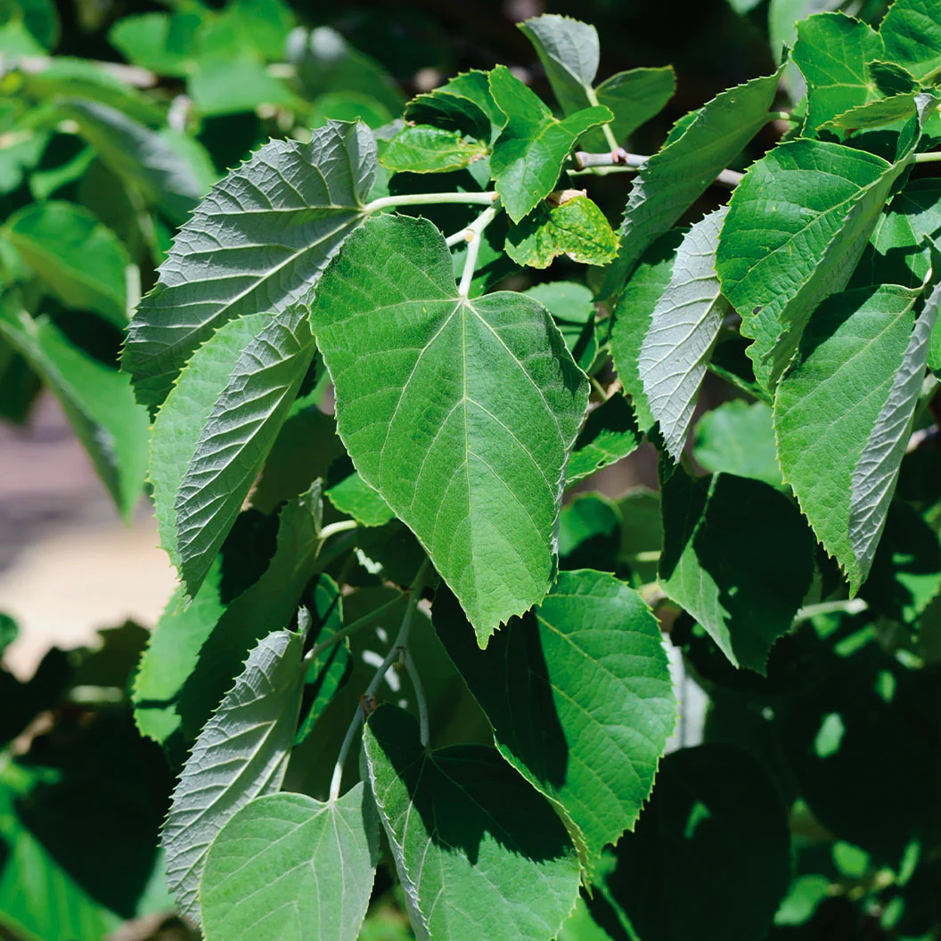 Sterling® Linden Tree - Image 3