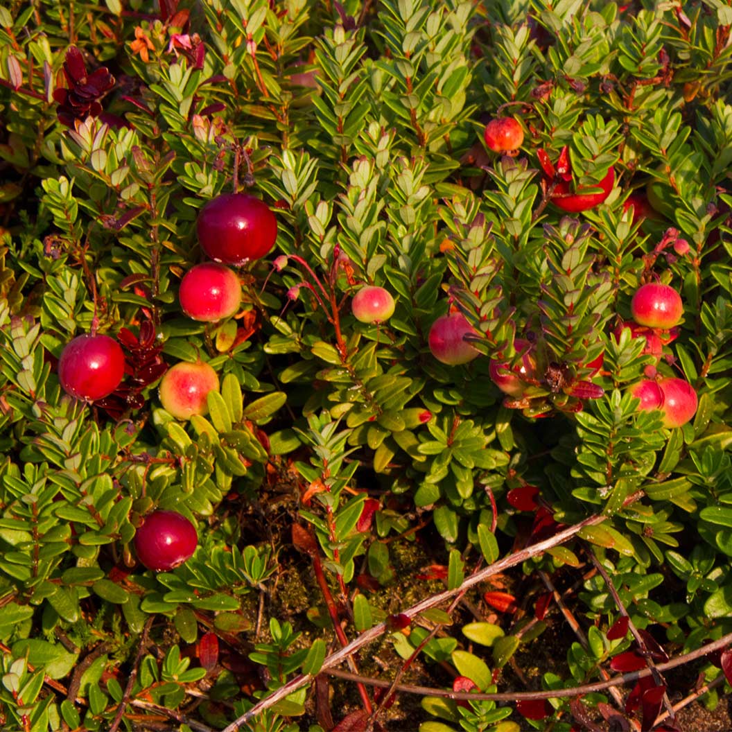 Stevens Cranberry Bush - Image 2